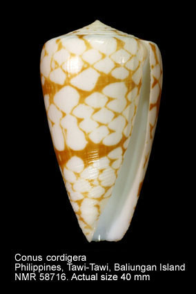 Conus cordigera.jpg - Conus cordigera G.B.Sowerby,1866